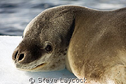 leopard seal, on an Antartic iceburg by Steve Laycock 